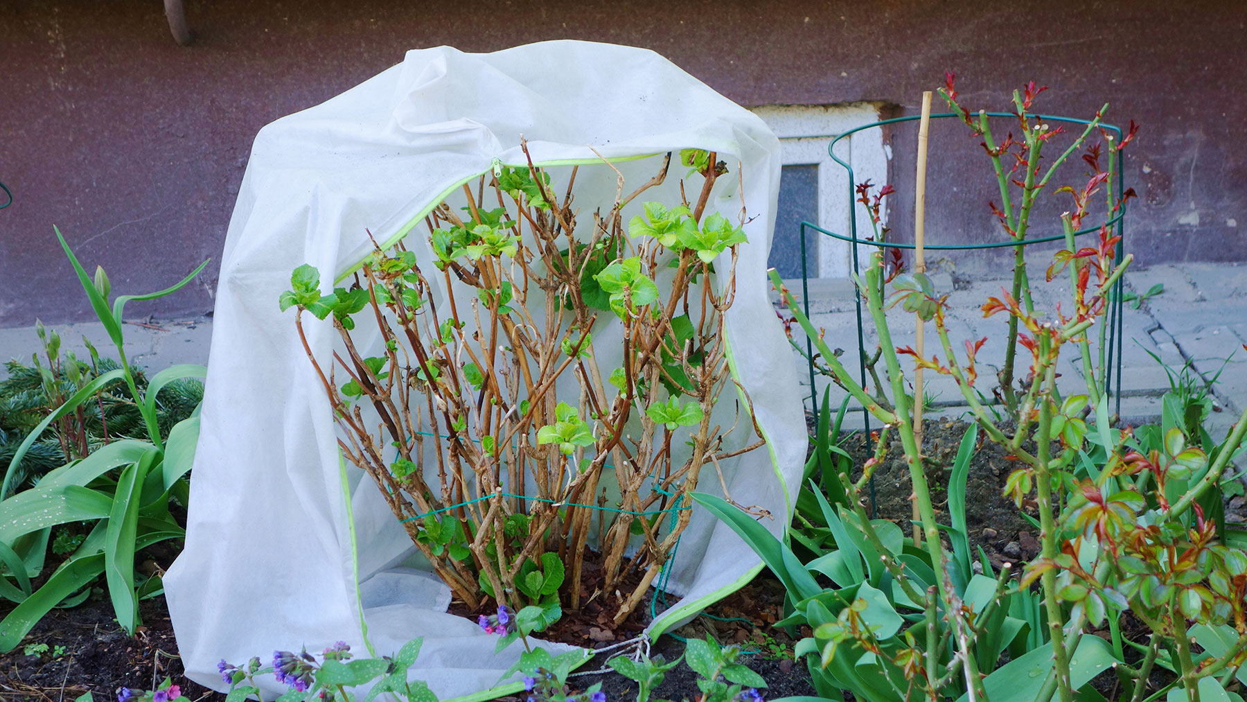 Hydrangea covered in a frost protection bag