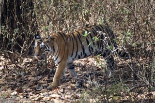 A tiger walks through a grassy area of the Kanha National Park in India