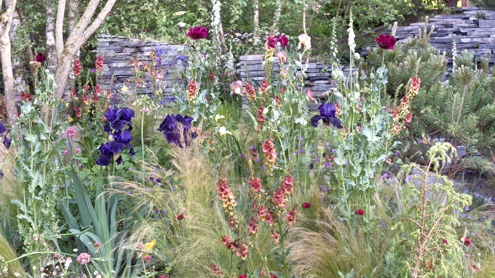 naturalistic flowerbeds with purple iris, pink foxgloves and verbascum, and dark red poppies, plus ornamental grasses and dry stone wall