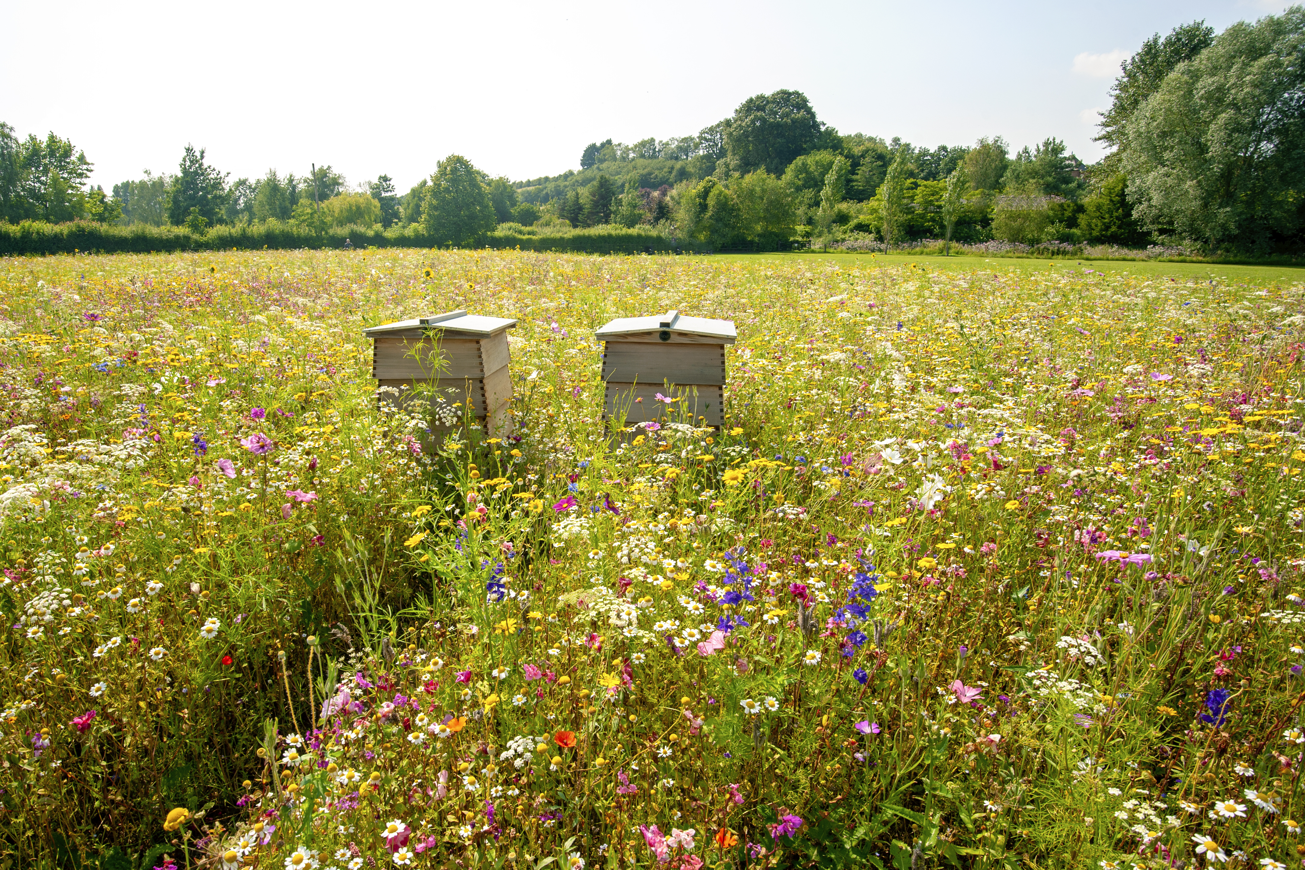 A wildflower meadow with bee hives