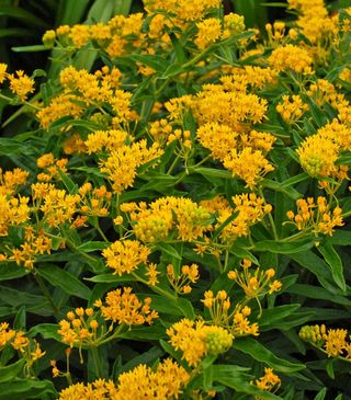 Yellow butterfly weed flowers