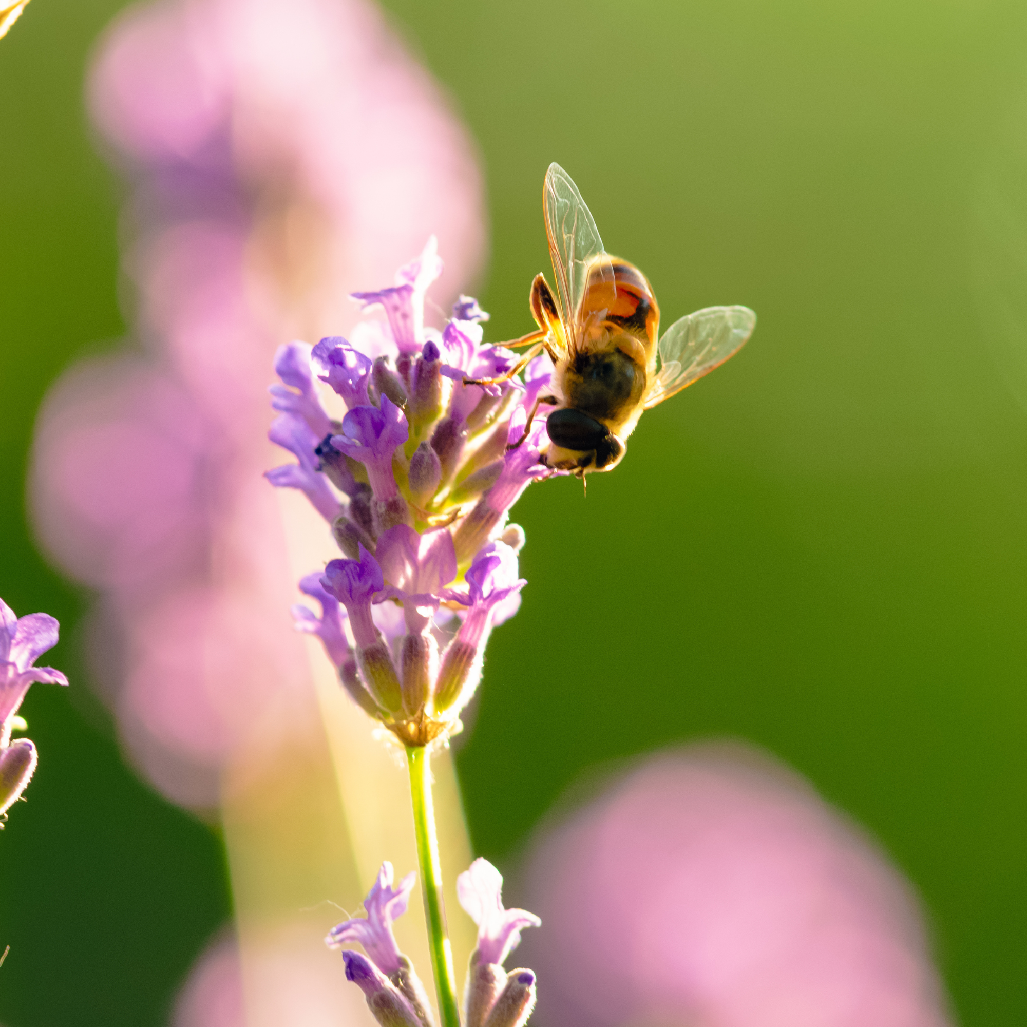 Macro of bee on lavender flower