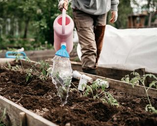 woman irrigates water from a watering can into the soil in the garden bed for planting seedlings