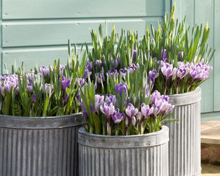 mauve crocuses in planters