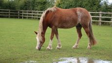 rescue pony