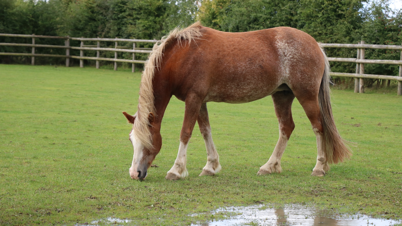 rescue pony