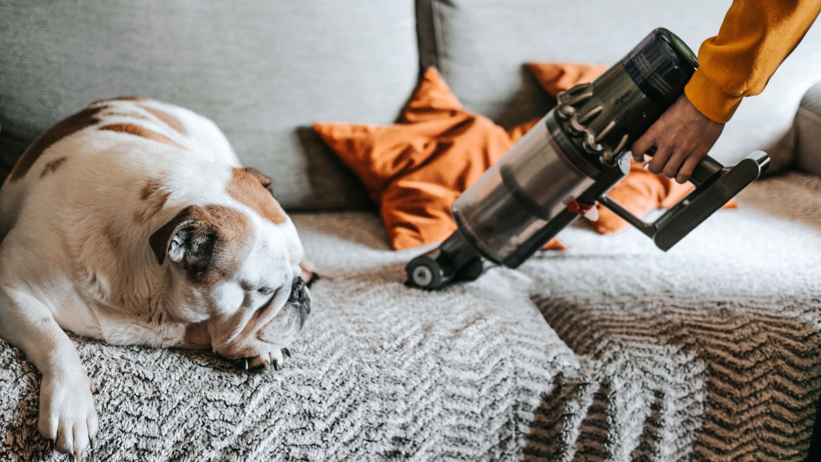 The 10 best vacuums for pet hair in 2023 Tried and tested Real Homes
