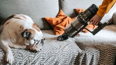 A dog on a gray couch next to a vacuum