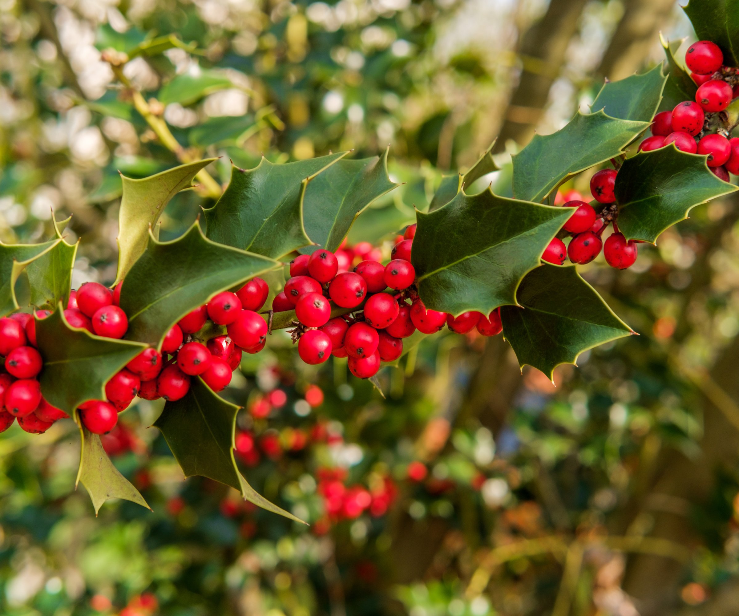 Close up of red berries on a holly branch