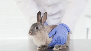 Rabbit sitting on vet table