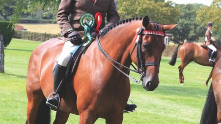 Edward Young on a bay horse 