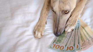 Greyhound with pile of cash