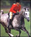 canter.jpg