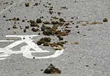 manure1.jpg