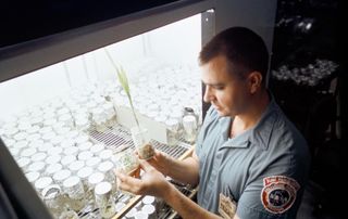 Other plants exposed to lunar samples included sorghum and tobacco plants.