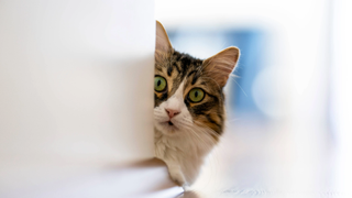 Cat peeking out from behind a wall