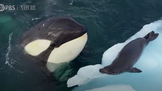 An orca sticks its head out of the water and looks at a seal on a block of ice.