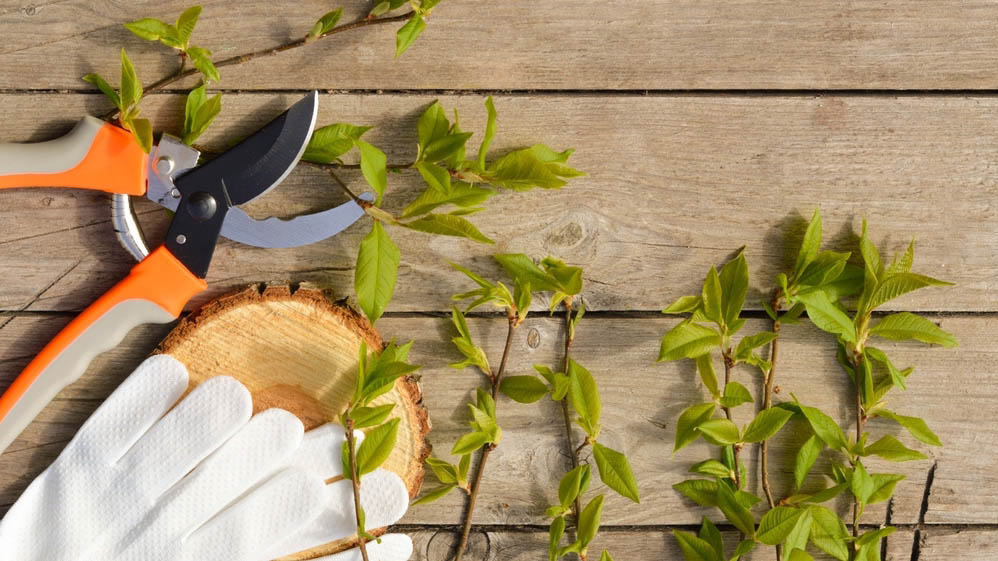 A pair of pruning shears next to some gardening gloves on a wooden table