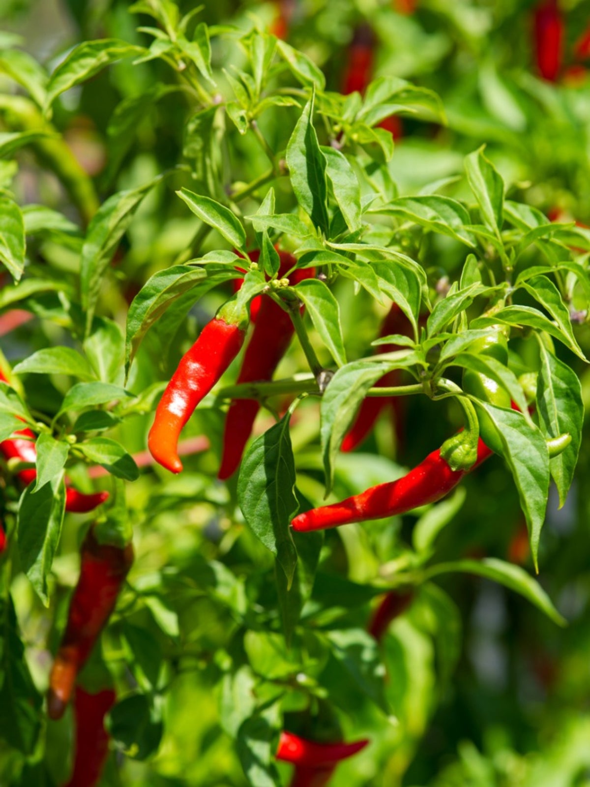 Care Of Cayenne Peppers: How To Grow Cayenne Pepper Plants