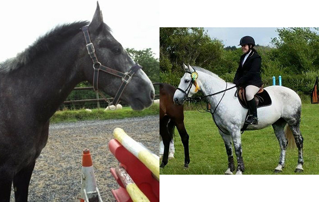 &ldquo;Here is my grey Scottish sports horse as a four-year-old and now as an 11-year-old&rdquo; &mdash; Alexandra Mock
