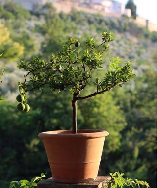 Lime tree in pot