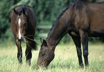 summer-grazing.jpg