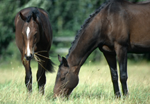 summer-grazing.jpg