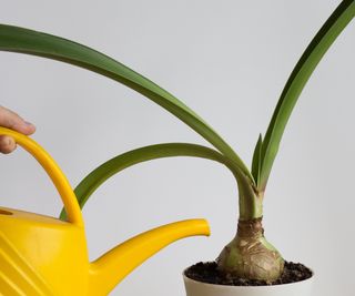 Watering a potted amaryllis bulb with a yellow watering can