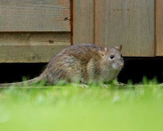 rat emerging from beneath a garden shed
