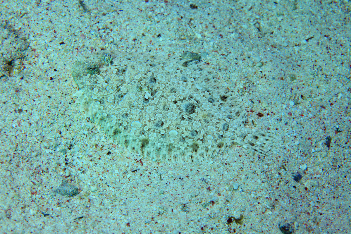 animal camouflage