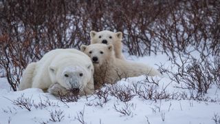 A female polar bear and two cubs lie in the snow surrounded by scrubby plants.