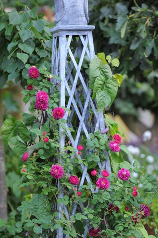 Pink climbing roses scrambling up obelisk