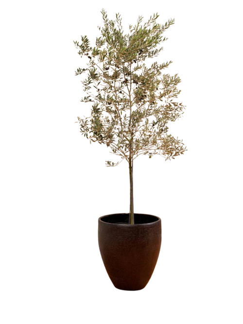 Koroneiki Greek Olive Tree
