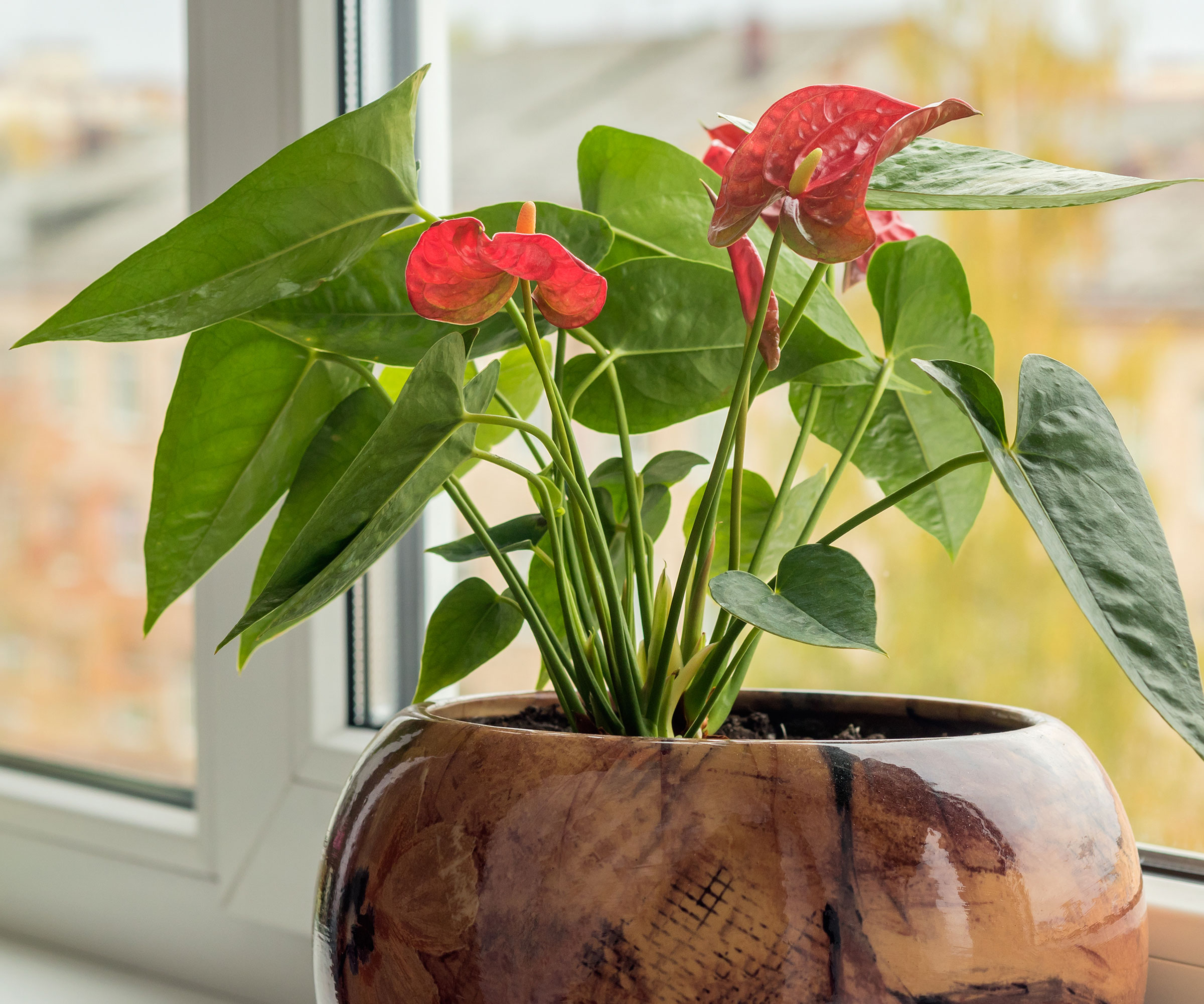 anthurium plant with green leaves and red flowers in wooden pot near window