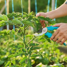 woman's hands pruning tomato