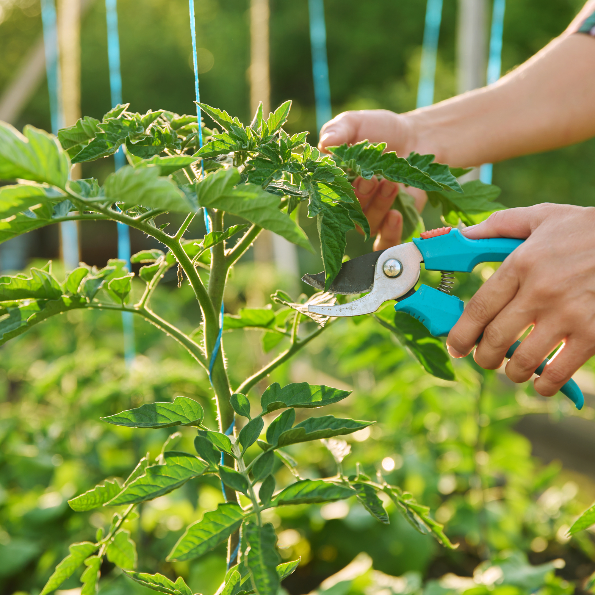 woman's hands pruning tomato