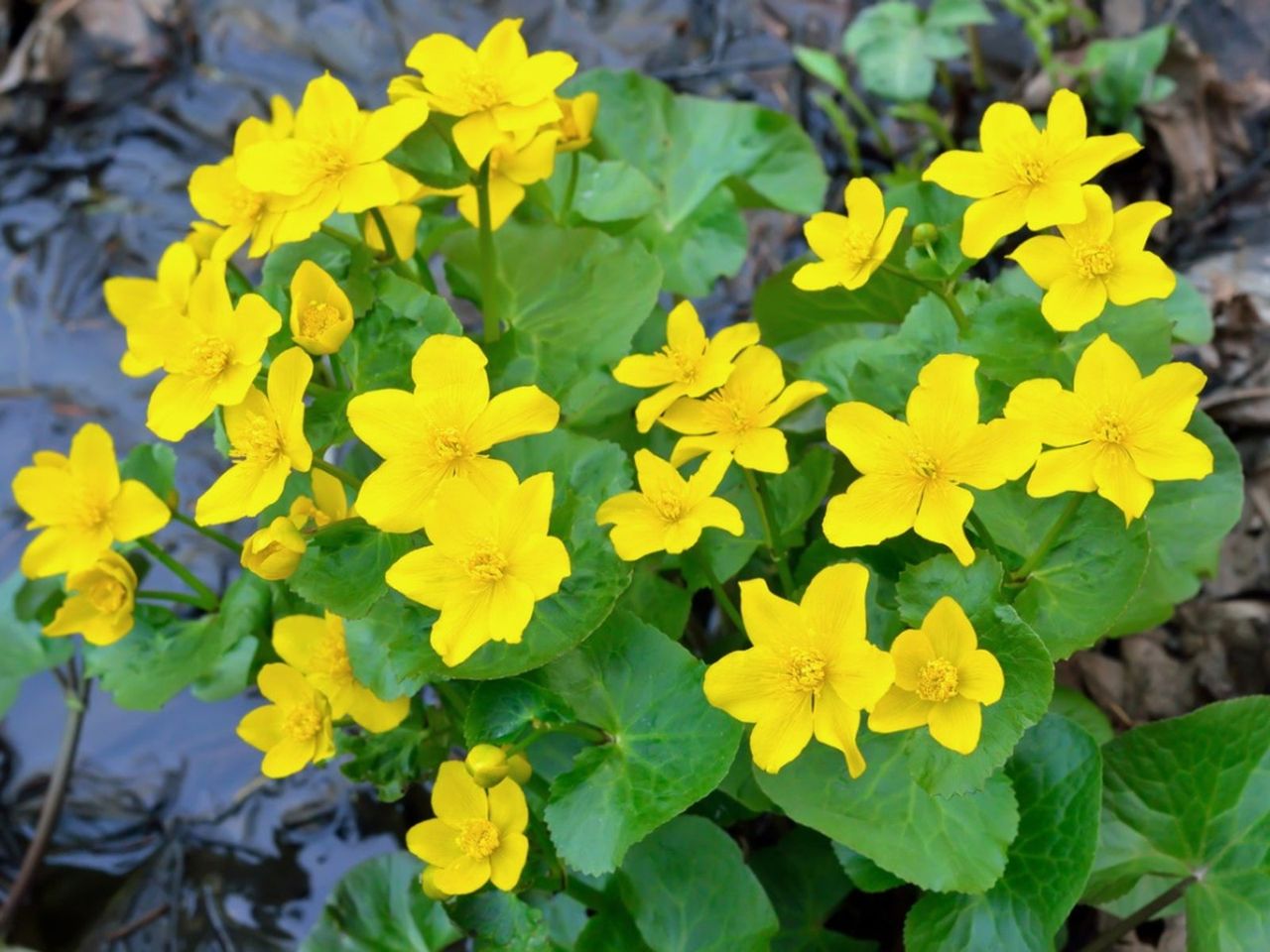 Marsh Marigold Plants