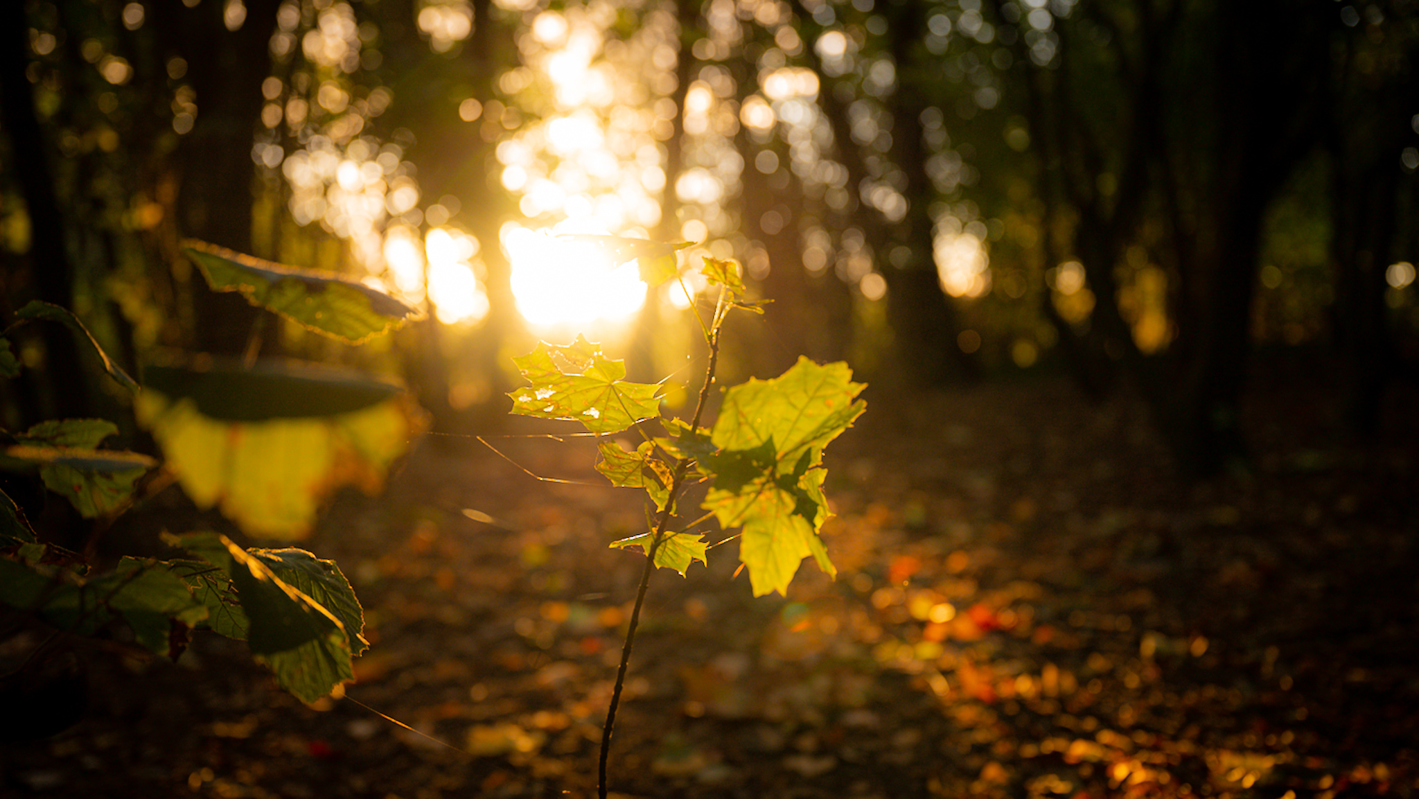 Example image showing close up of a leaf in a forest with light behind