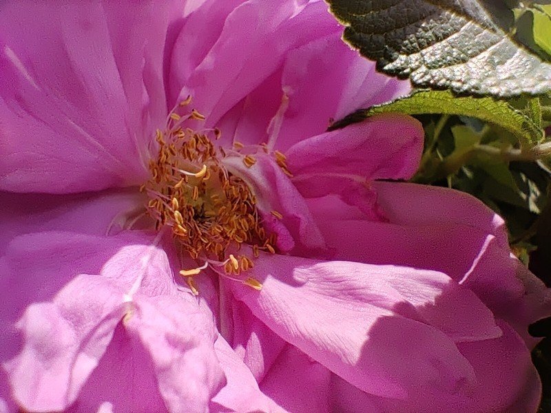OnePlus 8 macro sample