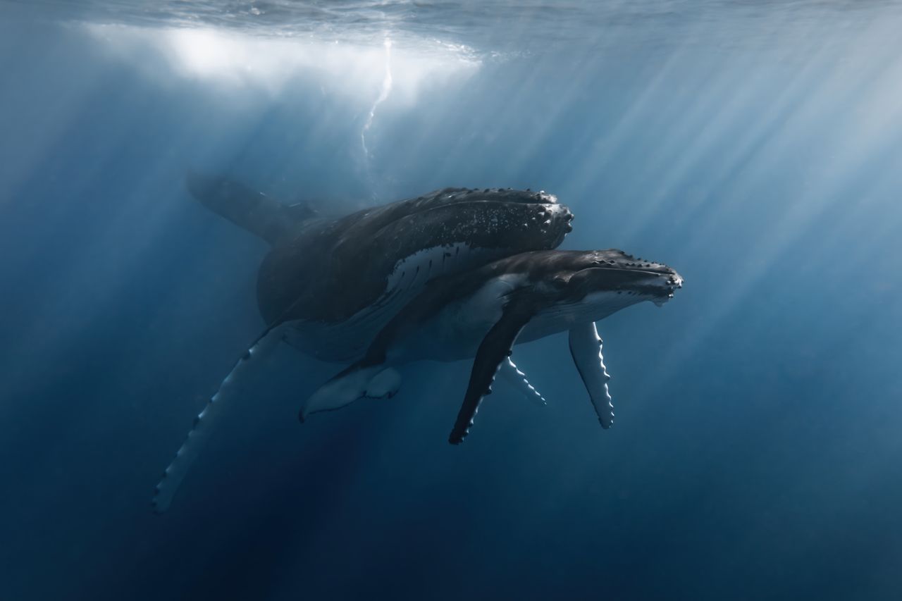 Rachel Moore - In Her Shadow &ldquo;I captured this image in Mo'orea, a South Pacific island in French Polynesia. On this particular day, we had the privilege of entering the water to observe a mother and her calf resting at the surface. I was able to photograph this tender moment of the baby nestled beneath its mother. At this age, calves have limited control over their buoyancy and will often use their mothers like a weight belt to help them stay submerged and safe.&rdquo;