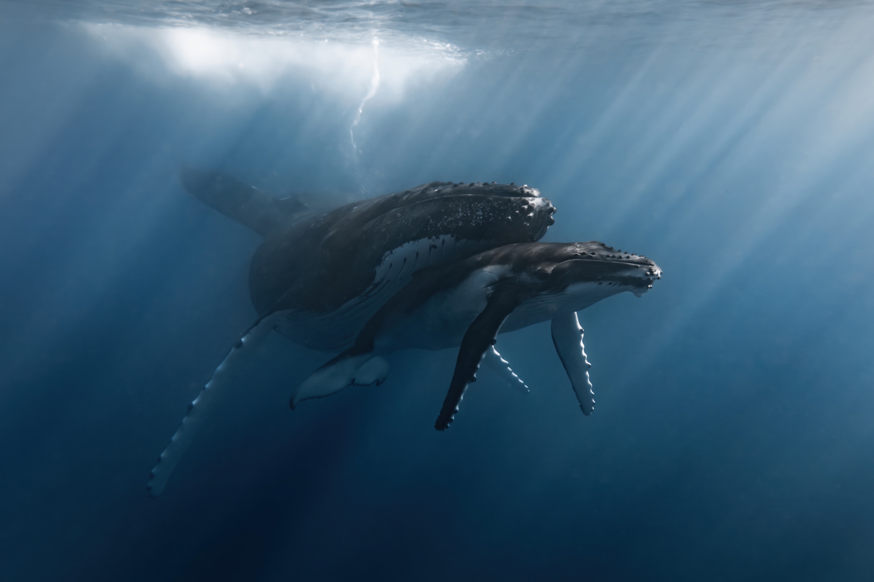 Rachel Moore - In Her Shadow “I captured this image in Mo'orea, a South Pacific island in French Polynesia. On this particular day, we had the privilege of entering the water to observe a mother and her calf resting at the surface. I was able to photograph this tender moment of the baby nestled beneath its mother. At this age, calves have limited control over their buoyancy and will often use their mothers like a weight belt to help them stay submerged and safe.”