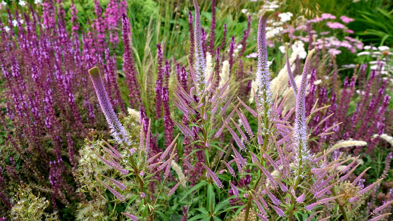 A perennial flower border is filled with pink, light purple, and dark purple blooms in the summer