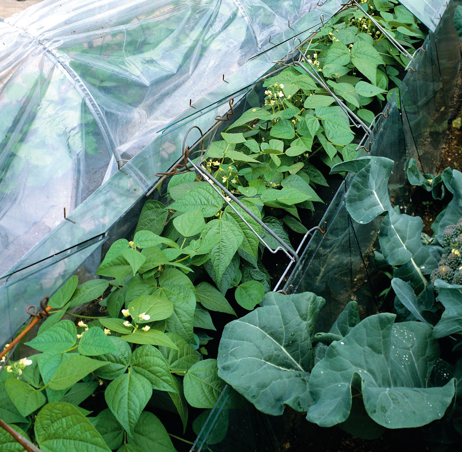 How to grow French beans Homes & Gardens