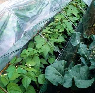 French beans with a cloche and fleece frost protection