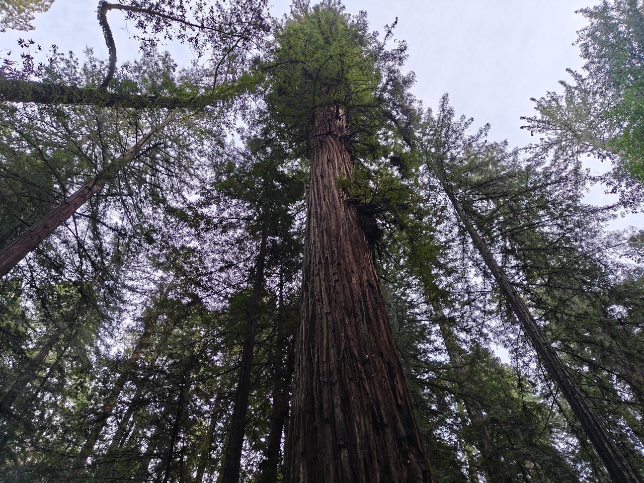 Redwood tree shot with OnePlus 13r