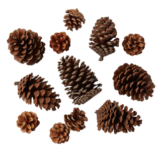 A dozen pinecones in various shapes and sizes