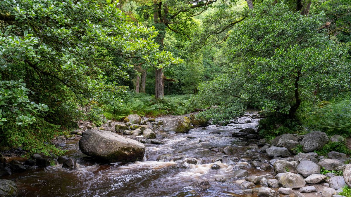 Image of a river on a forest trail, taken on the Sony A7R V