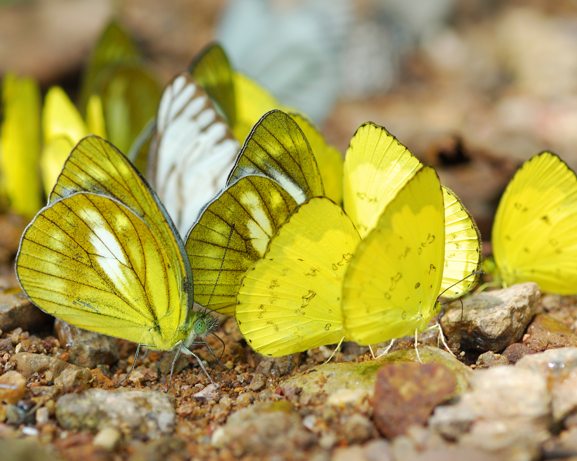 mud-puddling yellow butterflies