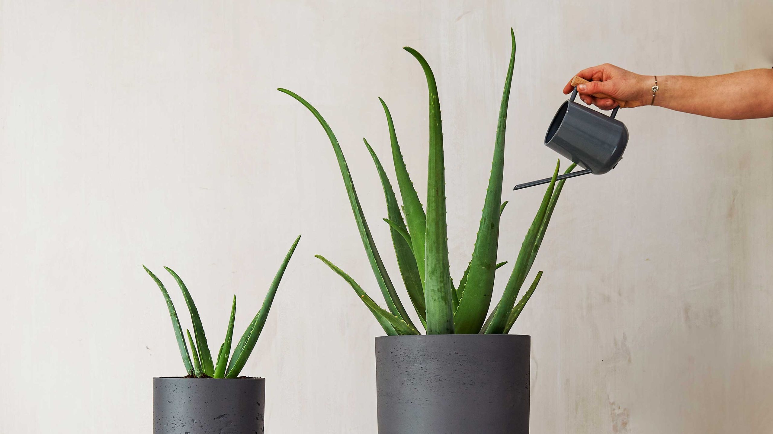 Aloe vera plant care: tips for growing aloe plants | Gardeningetc