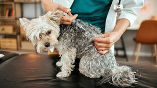 Dog having vaccination